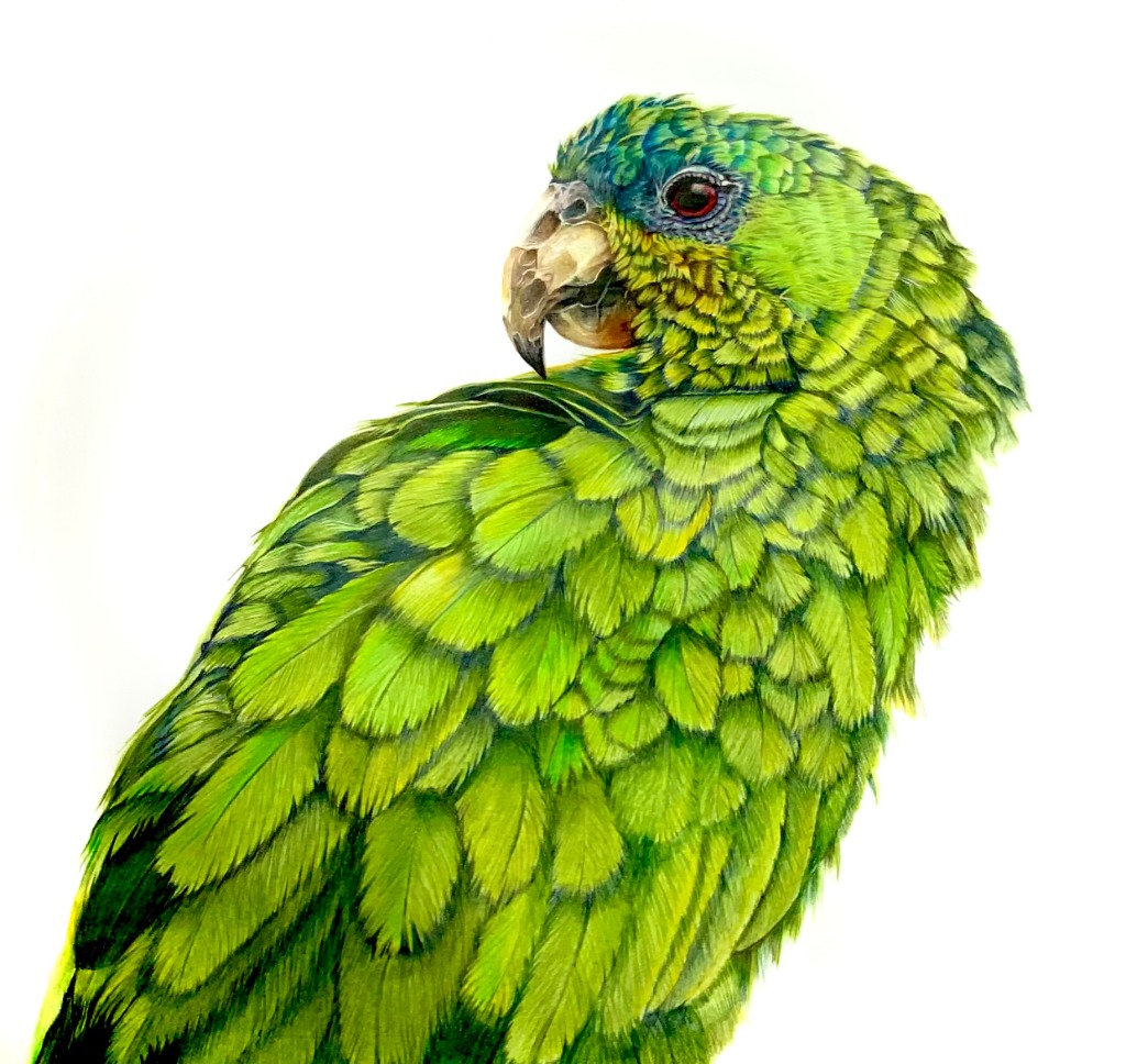 Amazona Parrot 'Tota'