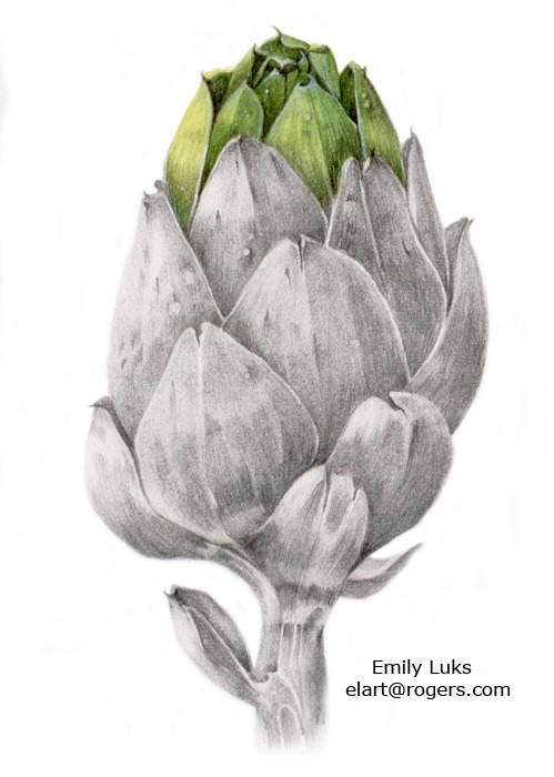 Artichoke
