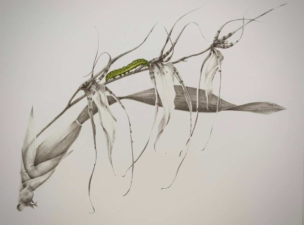 Caterpillar on Orchid