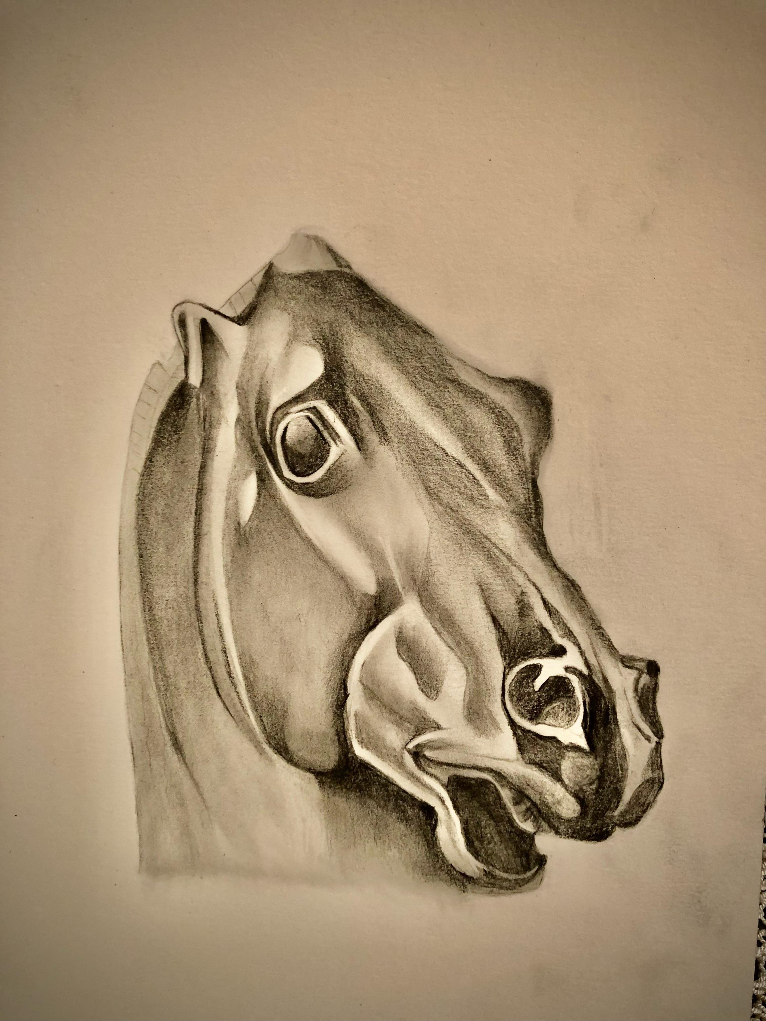 Horse portrait