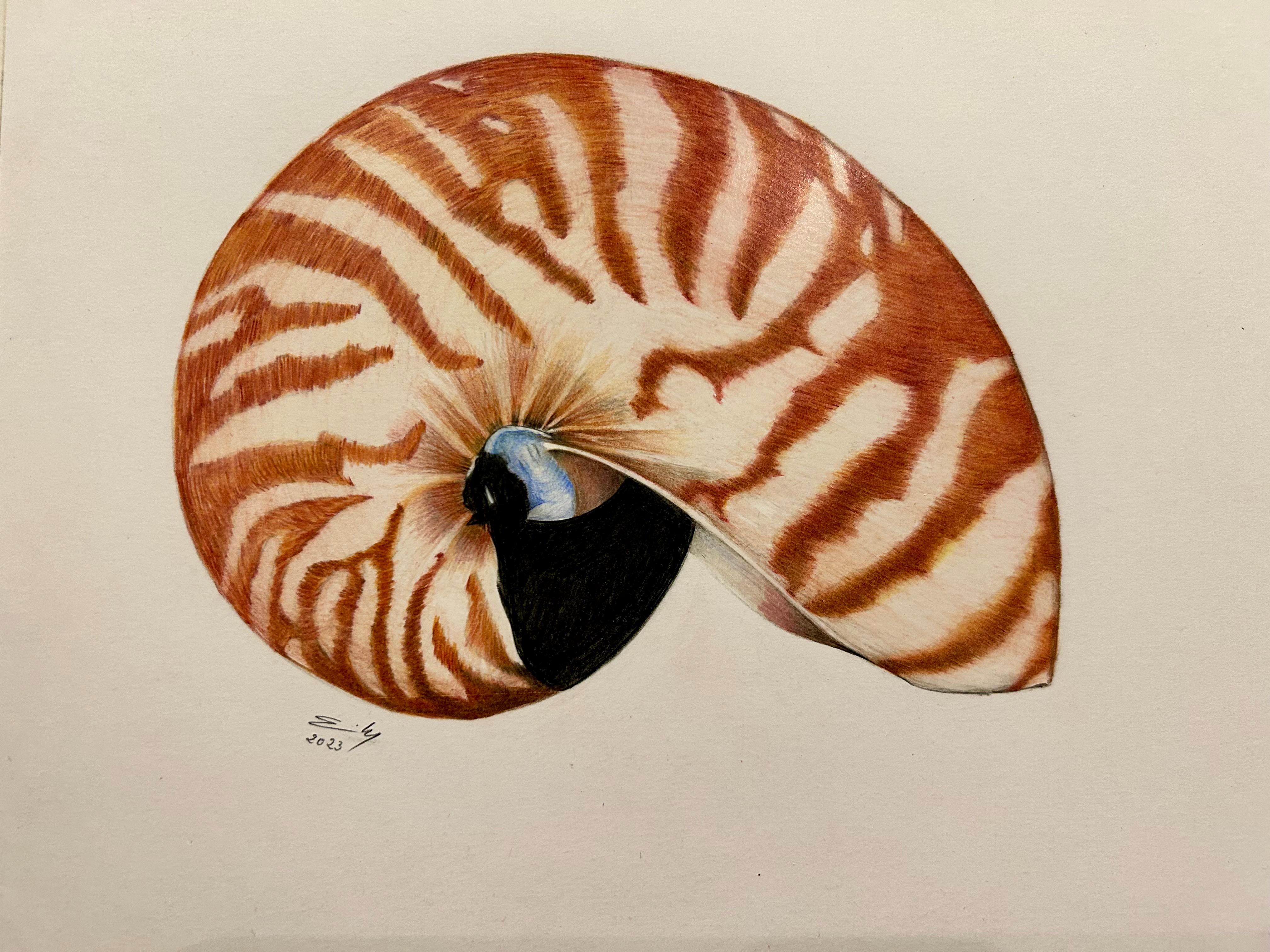 Colored nautilus