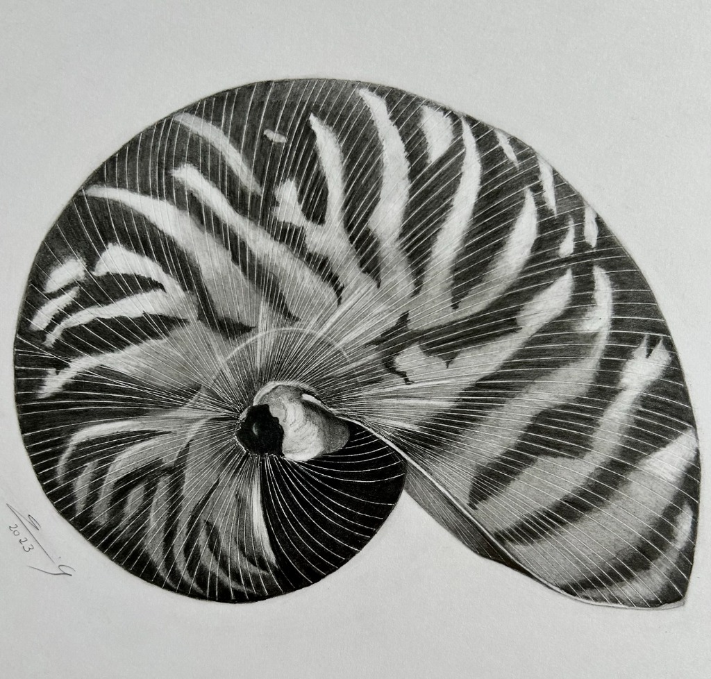 Nautilus - Graphite