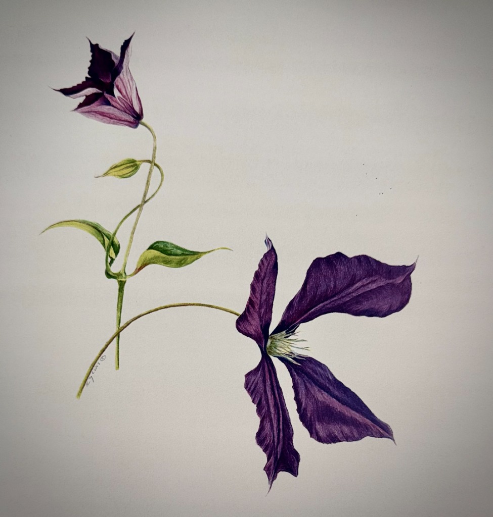 Purple Clematis