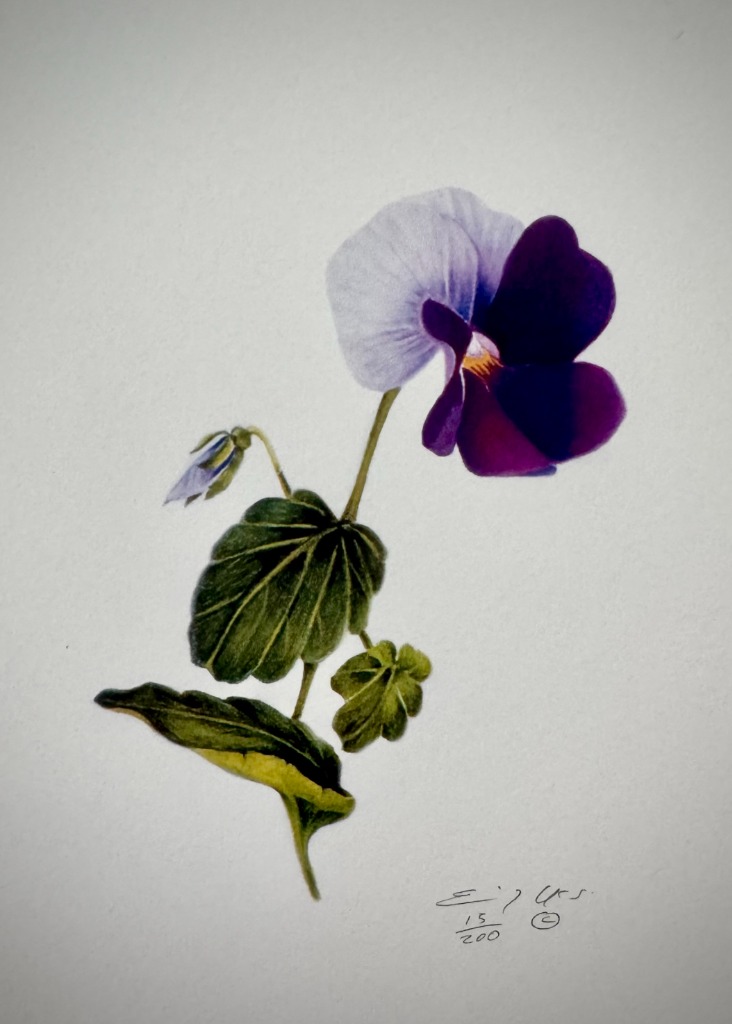 Purple Pansy