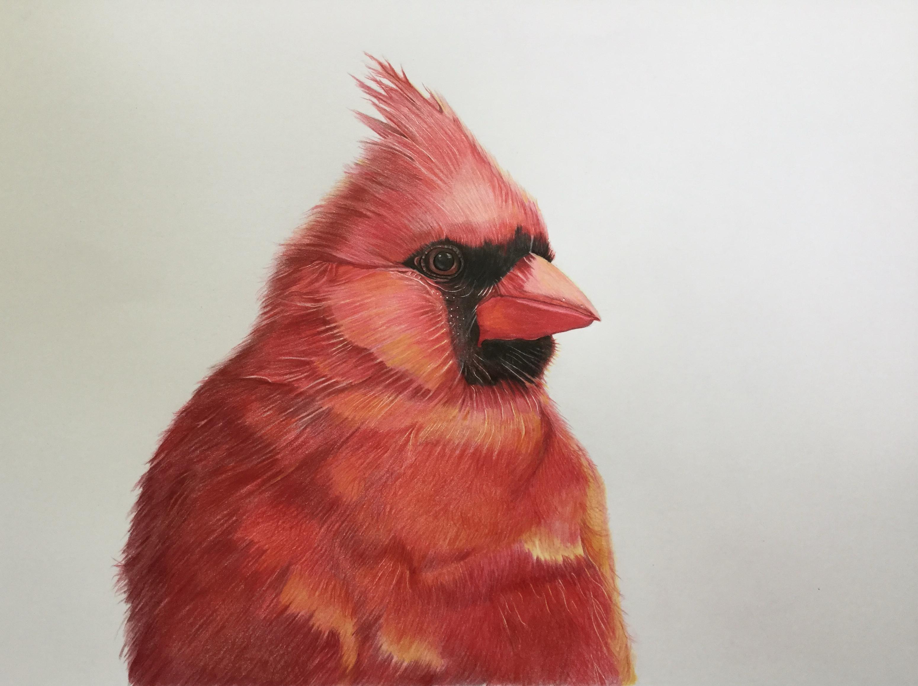 Red cardinal