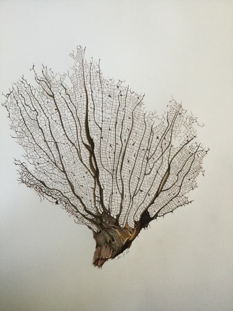 Sea Fan