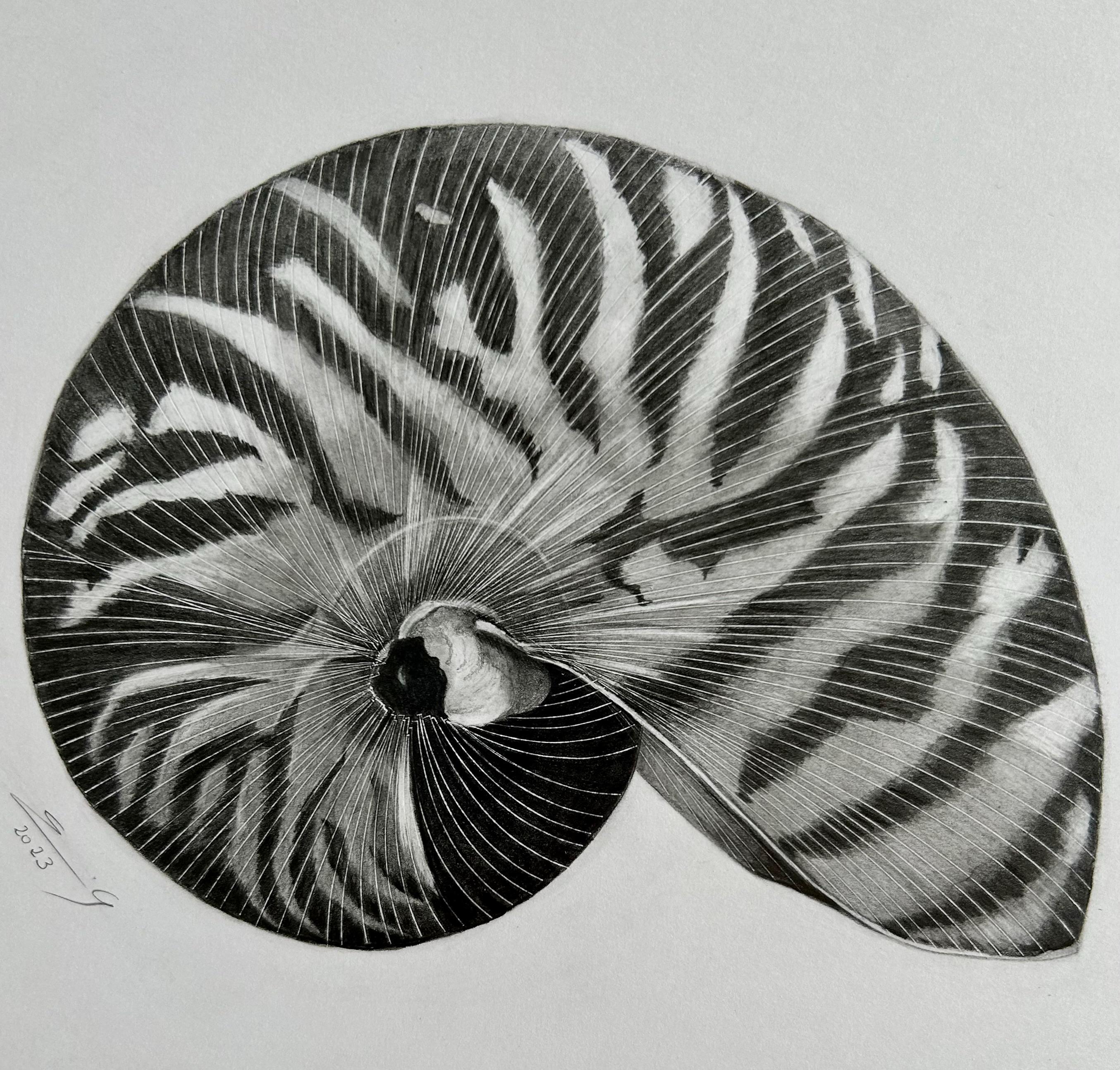 Shell drawing